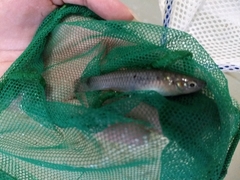 Pseudoxiphophorus jonesii