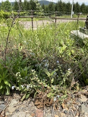 Myosotis arvensis