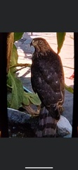 Accipiter cooperii