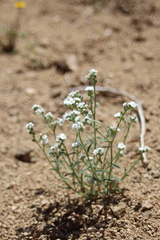 Cryptantha mohavensis