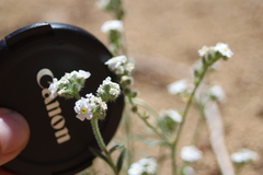 Cryptantha mohavensis