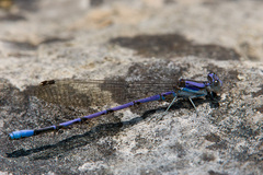 Argia hinei