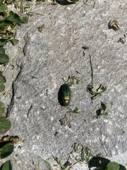 Buprestis adjecta