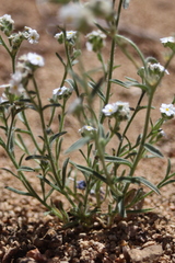 Cryptantha mohavensis