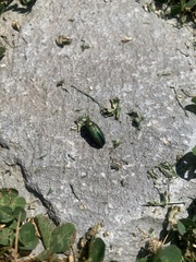 Buprestis adjecta