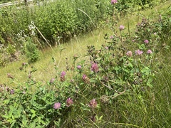Trifolium pratense