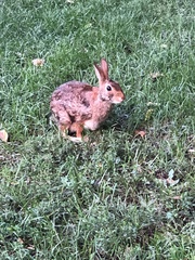 Sylvilagus floridanus