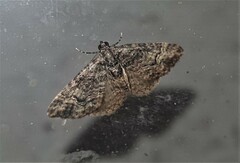 Eucymatoge peplodes