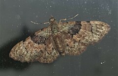 Gymnoscelis derogata