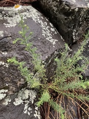 Erigeron neomexicanus