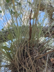 Tillandsia simulata