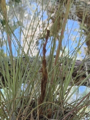 Tillandsia simulata