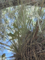 Tillandsia simulata
