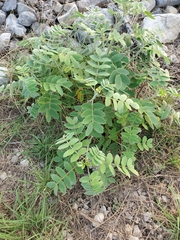 Senna lindheimeriana