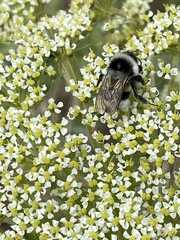 Bombus patagiatus