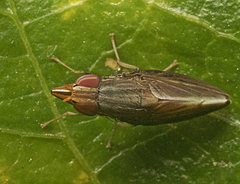 Cephaloconus tenebrosus