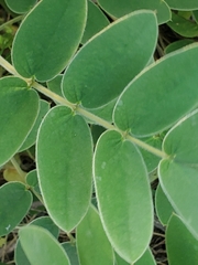 Senna lindheimeriana