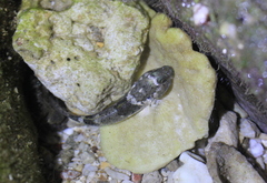 Bathygobius cotticeps