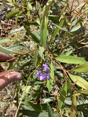 Hardenbergia