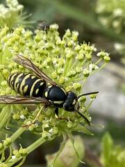 Vespula austriaca