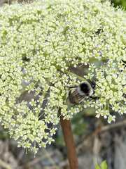 Bombus patagiatus