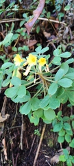 Oxalis spiralis