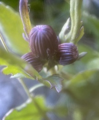 Packera pauciflora