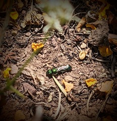Hoplitis fulgida