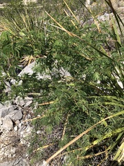 Acaciella