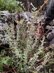 Hedeoma oblongifolia
