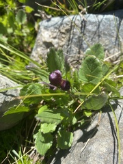 Packera pauciflora