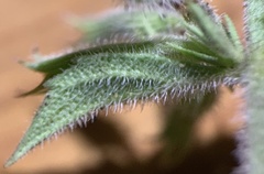 Hedeoma oblongifolia