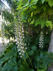 Acanthus mollis