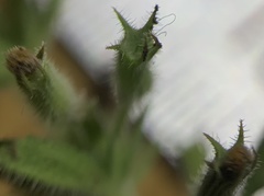 Hedeoma oblongifolia