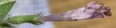 Hedeoma oblongifolia