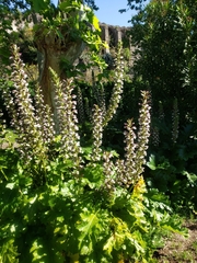 Acanthus mollis