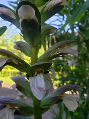 Acanthus mollis