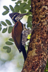 Chrysocolaptes guttacristatus
