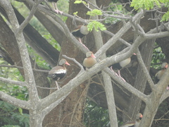 Dendrocygna autumnalis