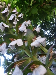 Acanthus mollis