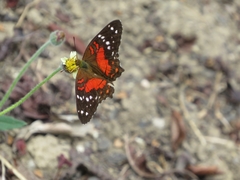 Anartia amathea