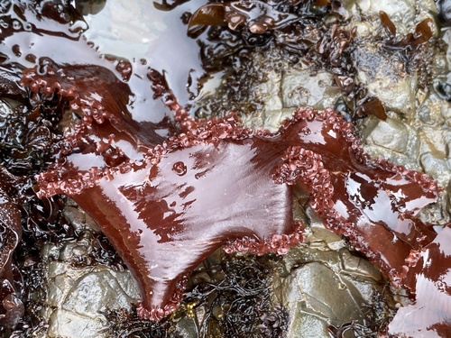 Image of Cryptopleura ruprechtiana by (c) Nicholas Wei, some rights reserved (CC BY-SA)