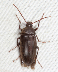 Androchirus erythropus