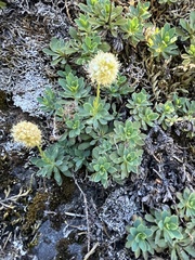 Petrophytum hendersonii