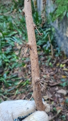 Pereskia