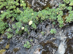 Petrophytum hendersonii