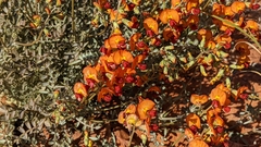 Swainsona stipularis