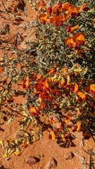 Swainsona stipularis