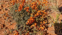 Swainsona stipularis