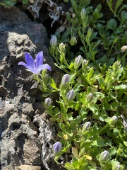 Campanula piperi